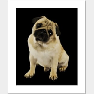 Pug Dog, Cream Pug Dog Lover Posters and Art